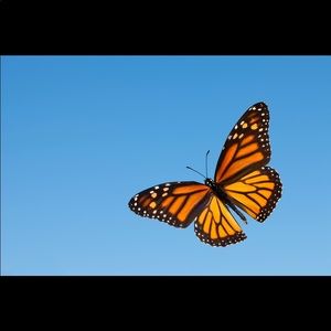 Meet your Posher, Jacqueline